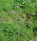 Tragopogon porrifolius ssp. longirostris