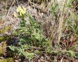 Oxytropis evenorum