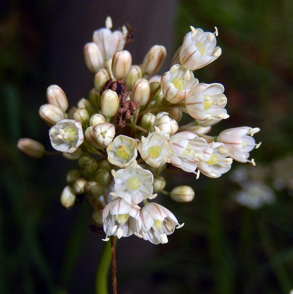 Изображение особи Allium pallens ssp. coppoleri.