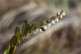 Chamaedaphne calyculata. Верхушка побега с соцветием. Ленинградская обл., Лужский р-н, окр. оз. Бахманское, окраина болота Машутинский Мох на границе с сосновым бором. 01.05.2021.