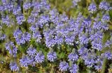 Veronica capsellicarpa