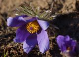 Pulsatilla turczaninovii