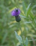 Cirsium setosum. Соцветие с оцепеневшей пчелой. Ханты-Мансийский автономный округ — Югра, Октябрьский р-н, сельское поселение Курымкары, окр. пос. Горнореченск, левый берег р. Обь, поляна в ивовом лесу. 05.09.2022.