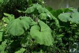 Petasites hybridus. Вегетирующие растения в сообществе с Vicia, Rubus и Rosa. Армения, обл. Тавуш, Дилижанский национальный парк, берег оз. Парз, ≈ 1300 м н.у.м., опушка широколиственного леса. 22.06.2022.