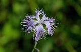 Dianthus hoeltzeri