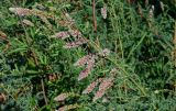 Myricaria bracteata