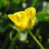 Ranunculus polyanthemos