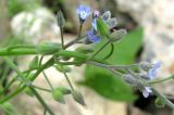 Myosotis arvensis