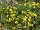 Draba sibirica. Цветущие растения. Ставропольский край, район КавМинВод, склон Джинальского хребта в окр. ж.д. ст. Подкумок. 11.05.2009.