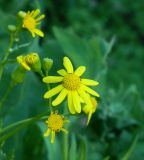 Senecio vernalis