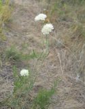 Scabiosa ochroleuca. Верхушки побегов с соцветиями. Челябинская обл., лесостепь в окрестностях пос. Светлый. 21.07.2012.