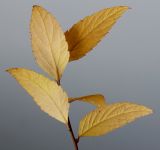 Spiraea japonica