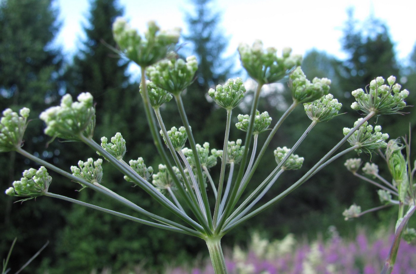 Image of Cenolophium fischeri specimen.