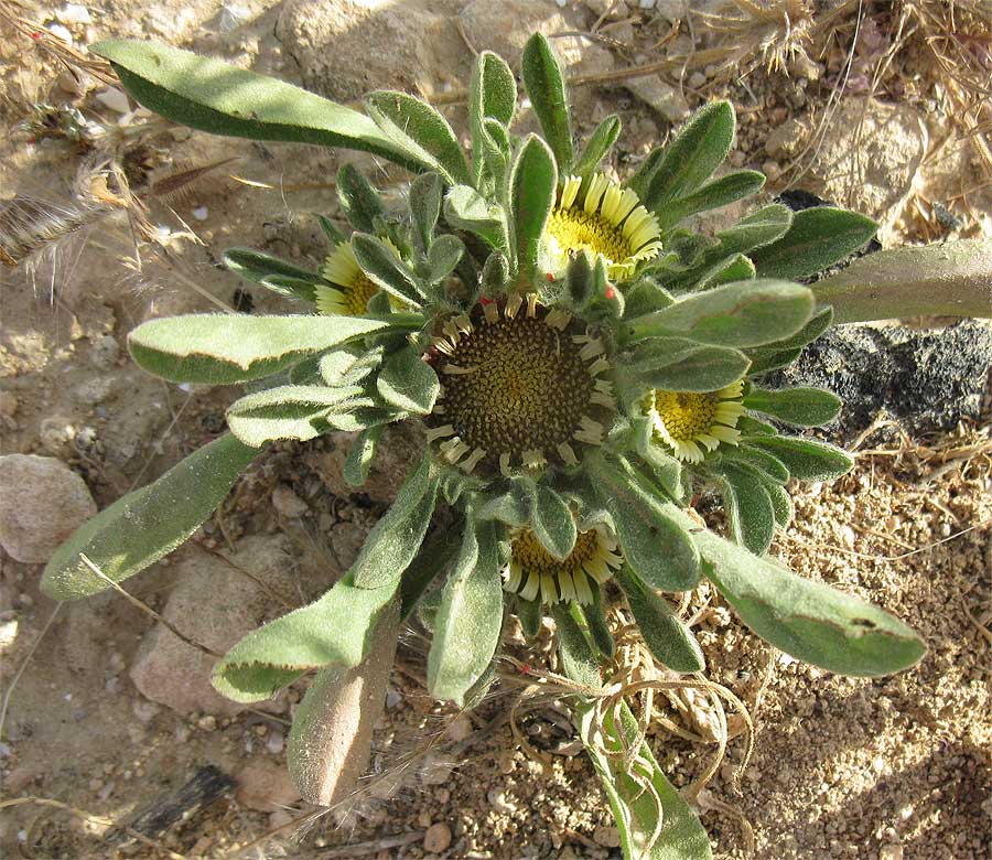 Изображение особи Asteriscus hierochunticus.