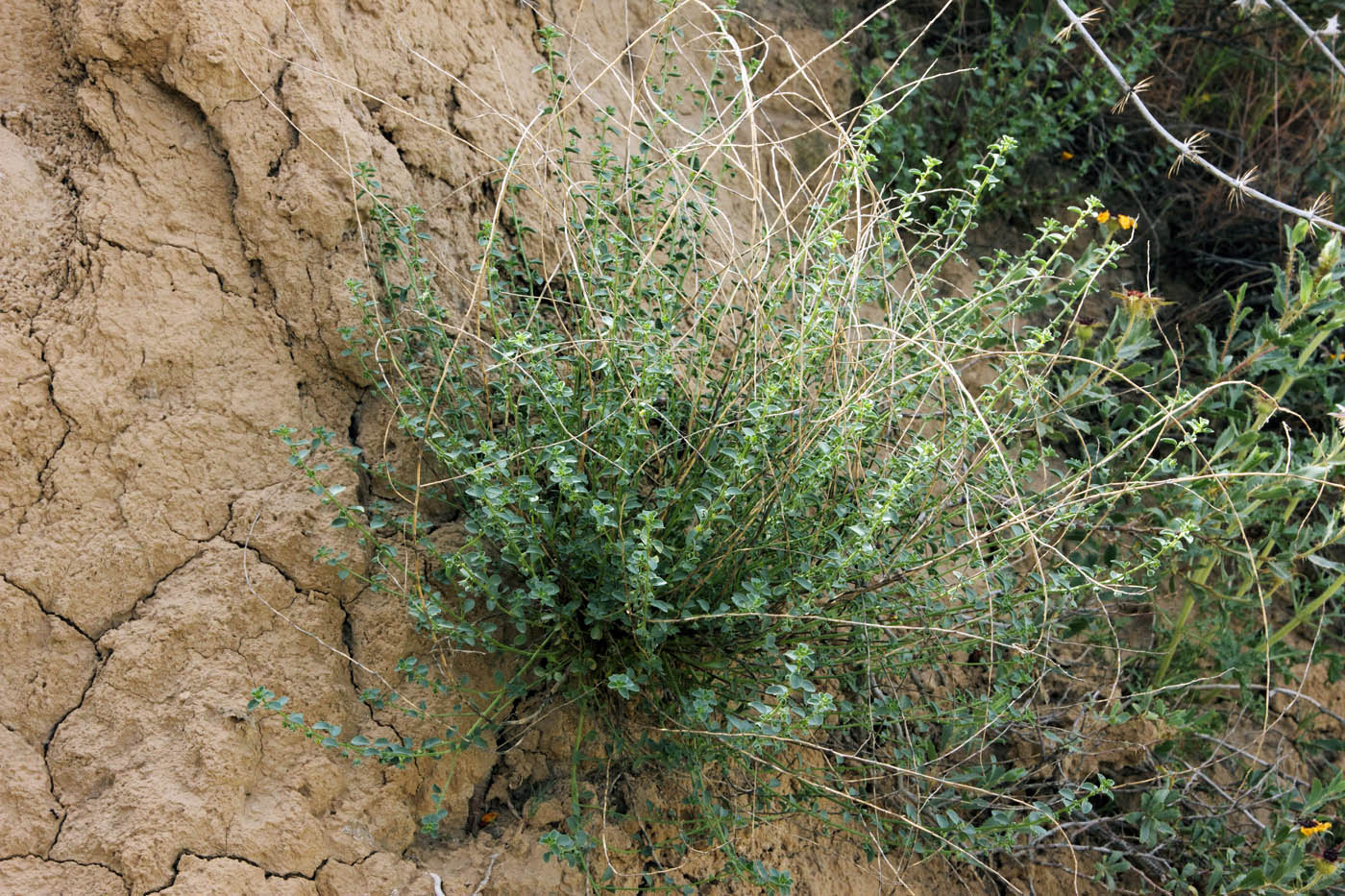 Image of Andrachne rotundifolia specimen.