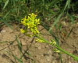 Myagrum perfoliatum. Соцветие с цветками и завязавшимися плодами. Крым, окр. с. Перевальное, у дороги. 17 мая 2013 г.