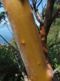 Arbutus andrachne. Часть скелетной ветви. Южный берег Крыма, мыс Никитин. 22.05.2013.