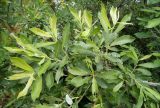 Salix &times; puberula