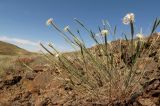 Dianthus soongoricus. Цветущее растение в петрофитной опустыненной степи на склоне сопки. Казахстан, Восточно-Казахстанская обл., Аягозский р-н, 34 км ССЗ пос. Актогай; Северное Прибалхашье, мелкосопочный массив Кугунь. 31.05.2013.