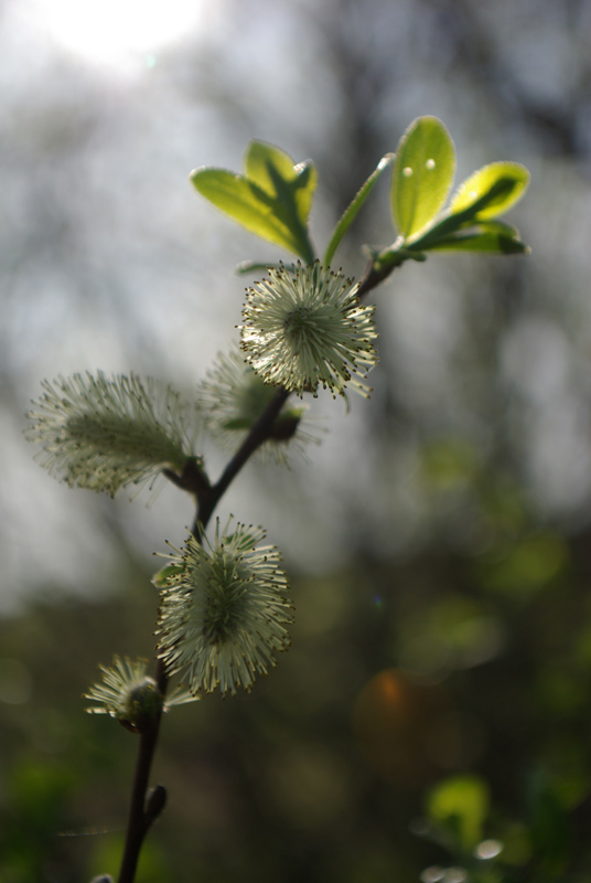 Image of Salix aurita specimen.