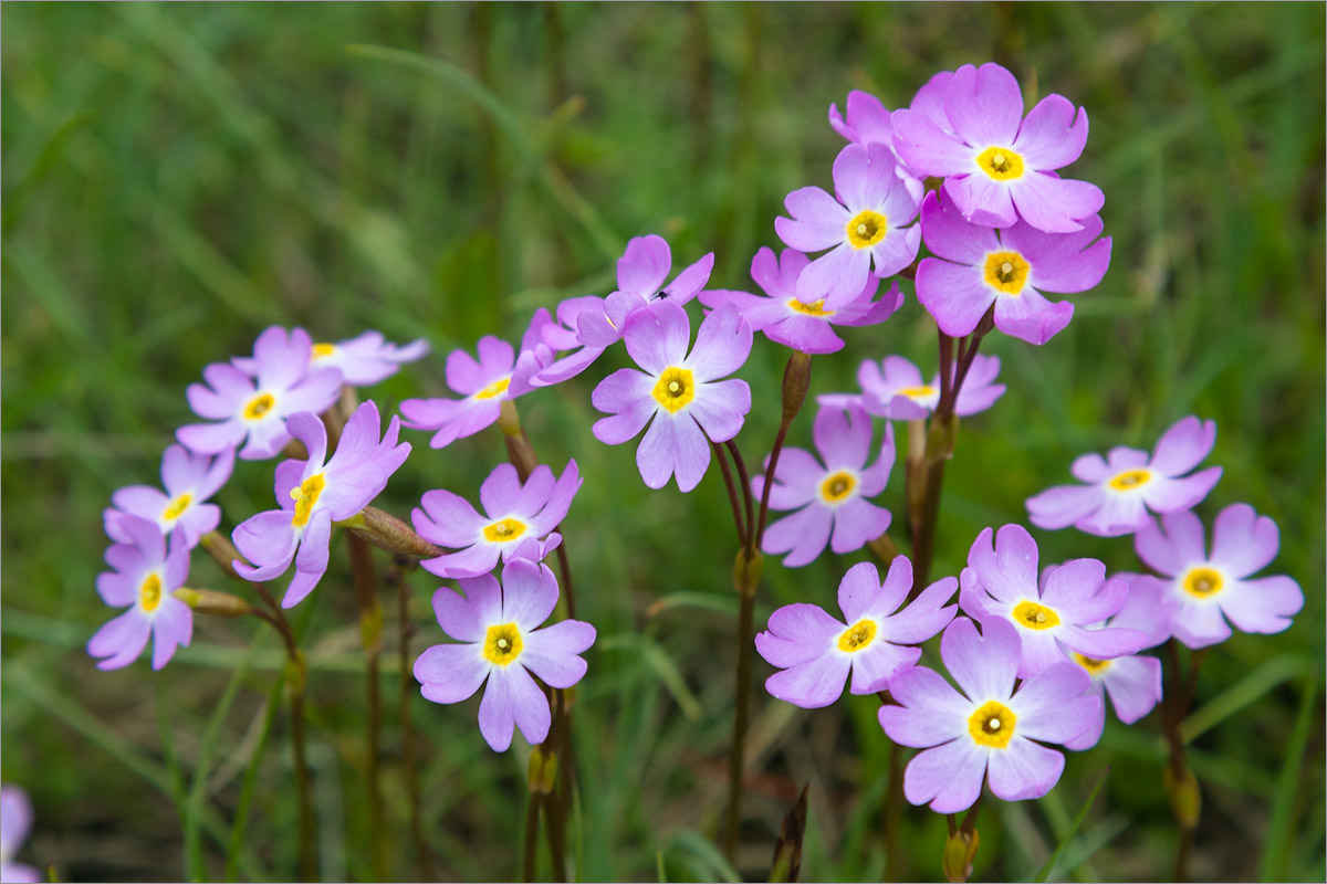 Image of Primula finmarchica specimen.