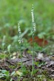 Spiranthes spiralis. Цветущие растения (высота левого растения - 13 см; соцветия - 5 см; правого растения - 17 см; соцветия - 8 см). Краснодарский край, г. Сочи, Адлерский р-н, окр. с. Ахштырь, мелкотравная лужайка. 22 сентября 2013 г.