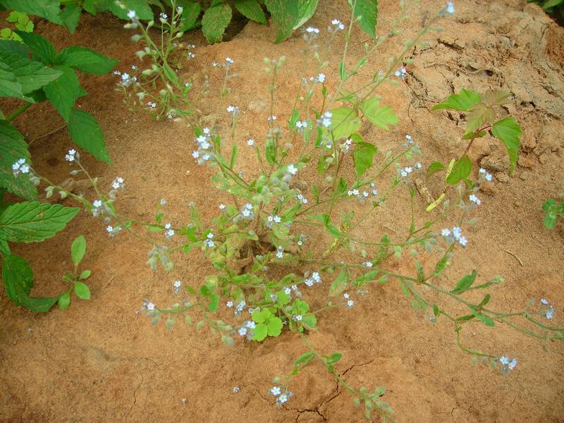 Изображение особи Myosotis arvensis.