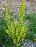 Verbascum nigrum. Соцветие. Вологодская обл., Великоустюгский р-н, урочище Опоки, правый берег р. Сухона. 06.07.2013.