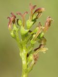 Fraxinus pennsylvanica. Соцветие. Ростовская обл., Неклиновский р-н, Троицкое с/п, дол. р. Миус. 27.04.2014.