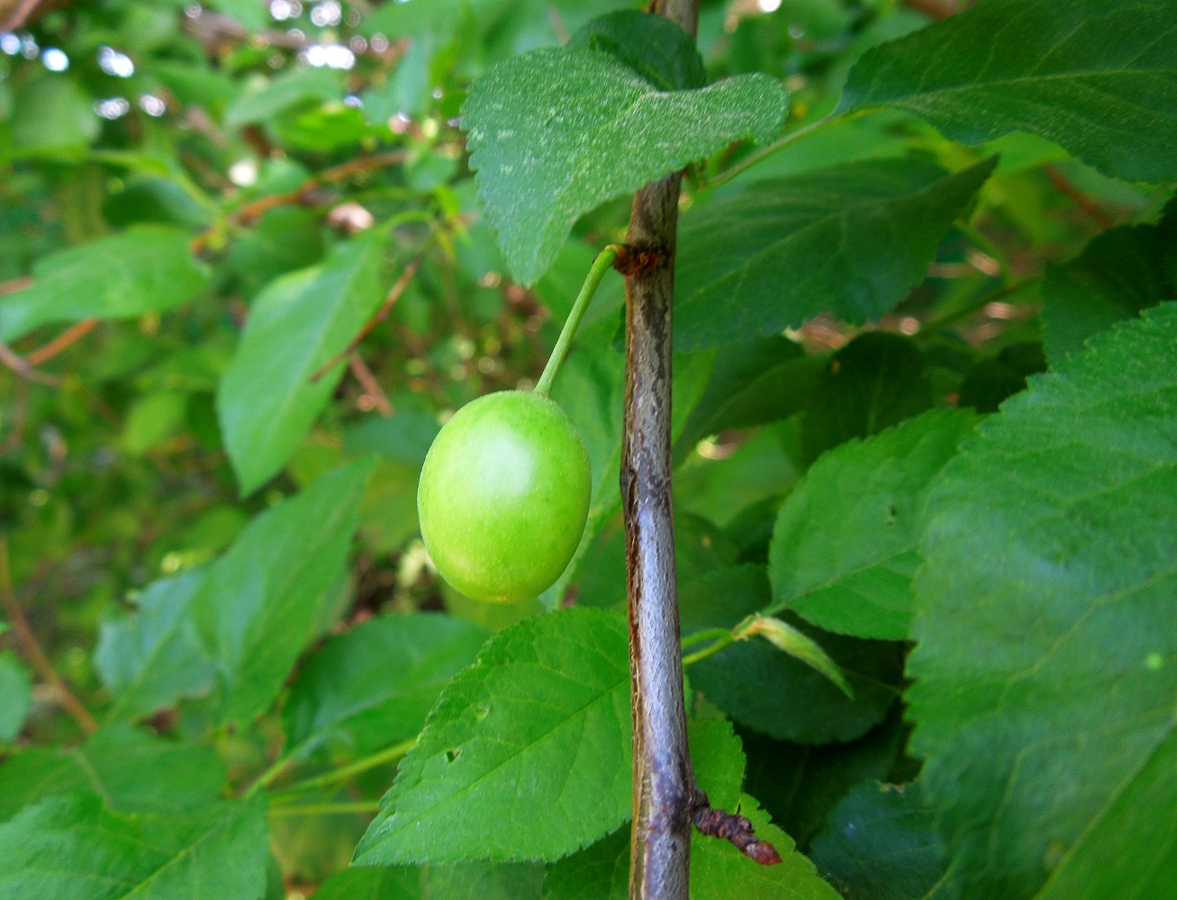 Изображение особи Prunus cerasifera.