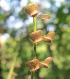 Scutellaria altissima. Часть соплодия. Краснодарский край, окр. г. Новороссийск, окр. пос. Гайдук, Маркотхский хр., приводораздельная зона юго-западного отрога второго порядка в средней (ближе к нижней) его части (элювиальный ландшафт), тенистый грабово-дубовый лес с примесью липы кавказской на коричневых почвах, подстилаемых верхнемеловыми песчаниками. 29.08.2014.