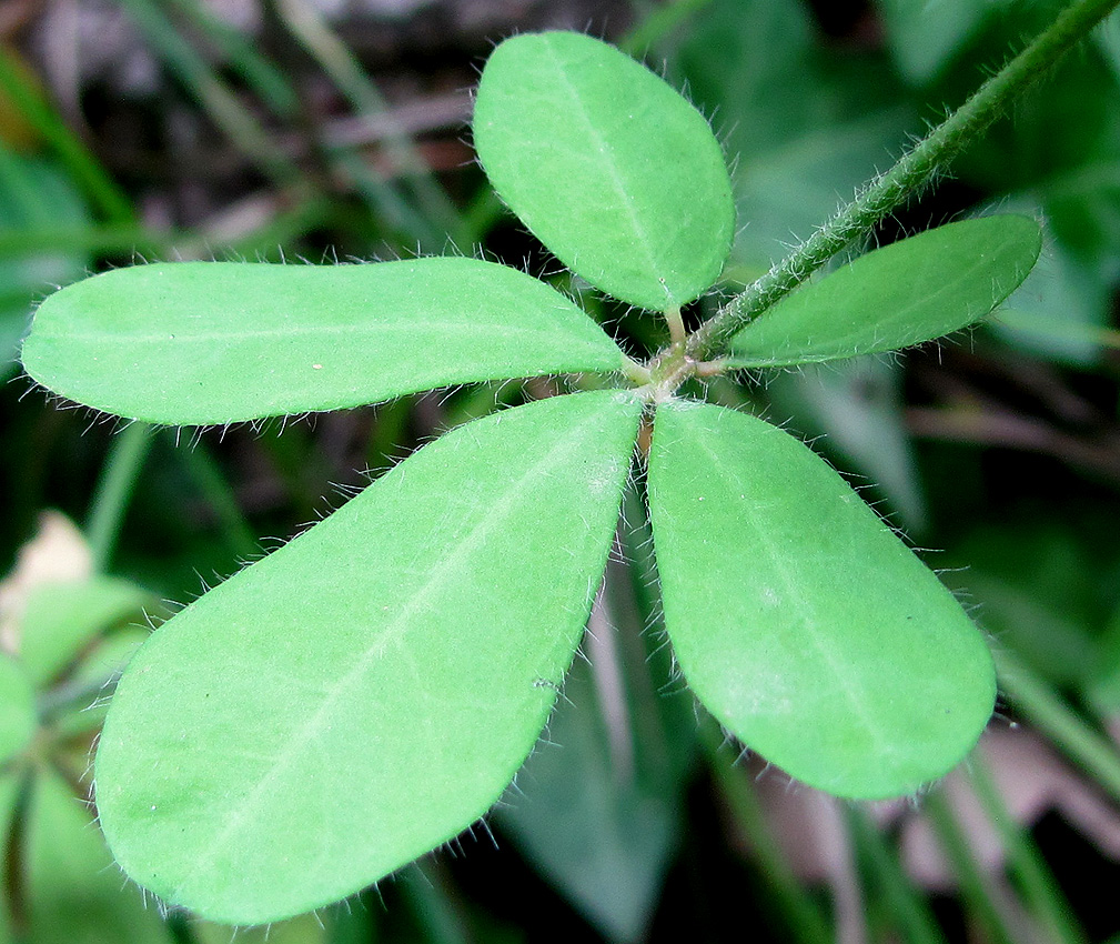 Изображение особи Dorycnium graecum.