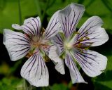 Geranium renardii