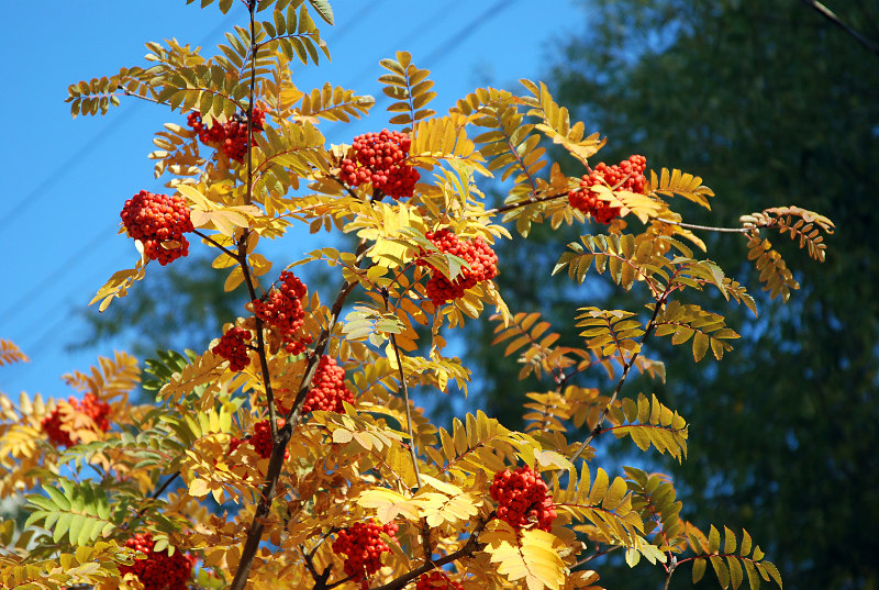 Изображение особи Sorbus aucuparia.