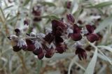 Ammodendron bifolium