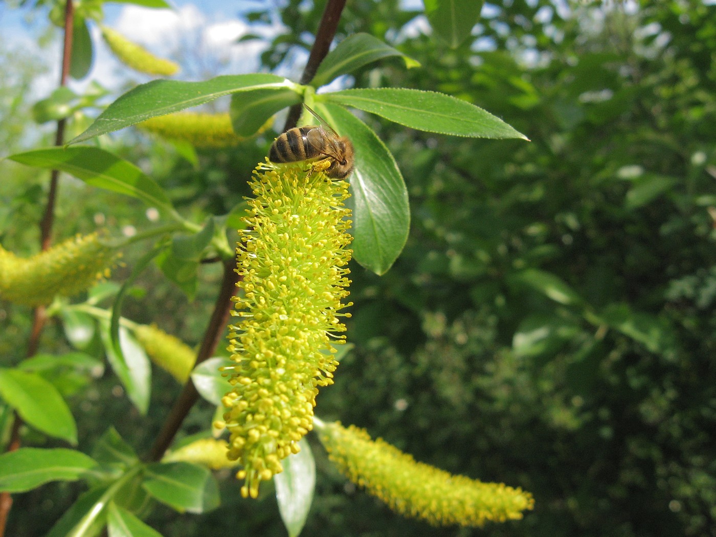Изображение особи Salix pentandra.