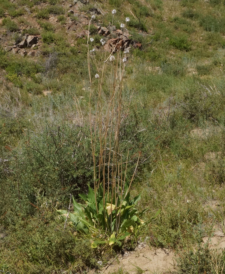 Изображение особи Dipsacus dipsacoides.