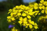 Bunias orientalis. Часть соцветия. Новгородская обл., г. Боровичи, Бобровские горы, луговой склон. 06.06.2015.