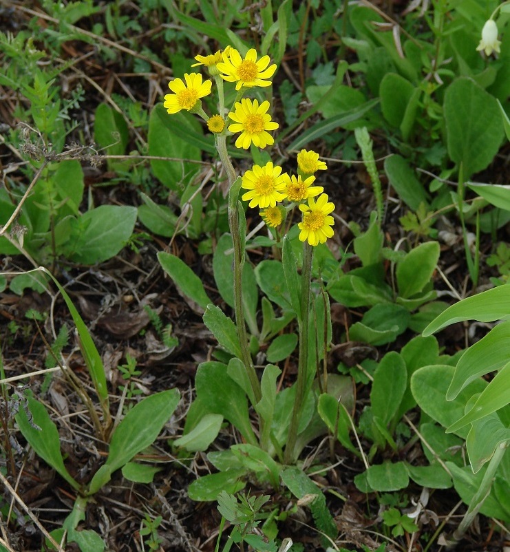 Изображение особи Tephroseris integrifolia.