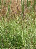 Carex riparia