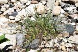 Astragalus chionanthus