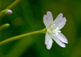 Epilobium montanum. Цветок. Средний Урал, Пермский край, Добрянский р-н, 5 км от ст. Ярино, опушка смешанного леса, давно заброшенный садовый участок. 27 июля 2015 г.