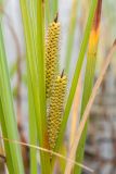 Carex rostrata. Соплодия и части листьев. Мурманская обл., Кольский р-н, окр. пос. Дальние Зеленцы, окр. Столбового озера, на каменистом прибрежном мелководье озера. 25.07.2016.