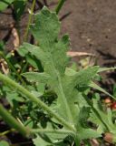 Glaucium corniculatum