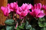 род Cyclamen