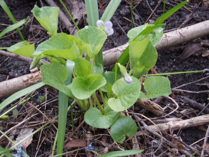 Image of Viola mirabilis specimen.