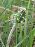 Scorzonera radiata