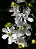 Poncirus trifoliata. Цветки. Краснодарский край, г. Сочи, Дендрарий. 04.04.2018.