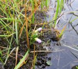 Cardamine подвид angustifolia