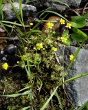 Ranunculus gmelinii